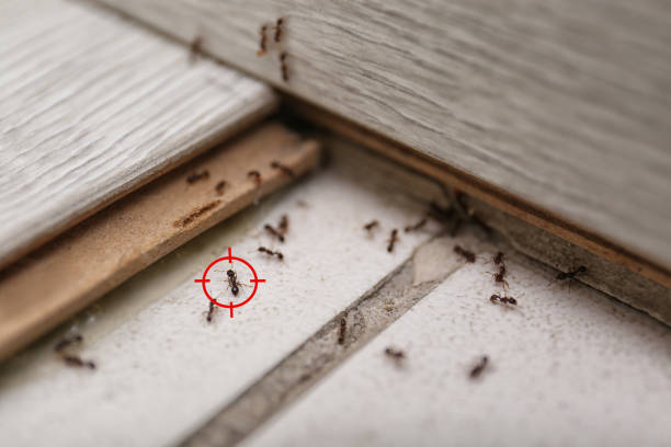 Best Wildlife Control Services  in Sterling, IL