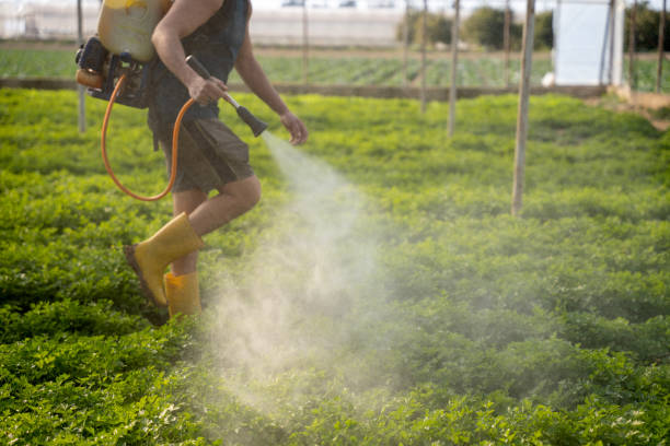 Wasp Removal Services in Sterling, IL