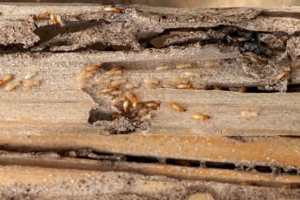 Best Pest Prevention Services  in Sterling, IL